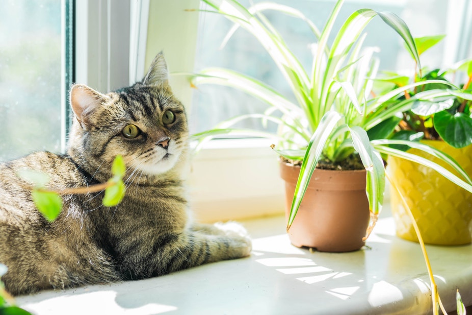 chat à côté d’une plante