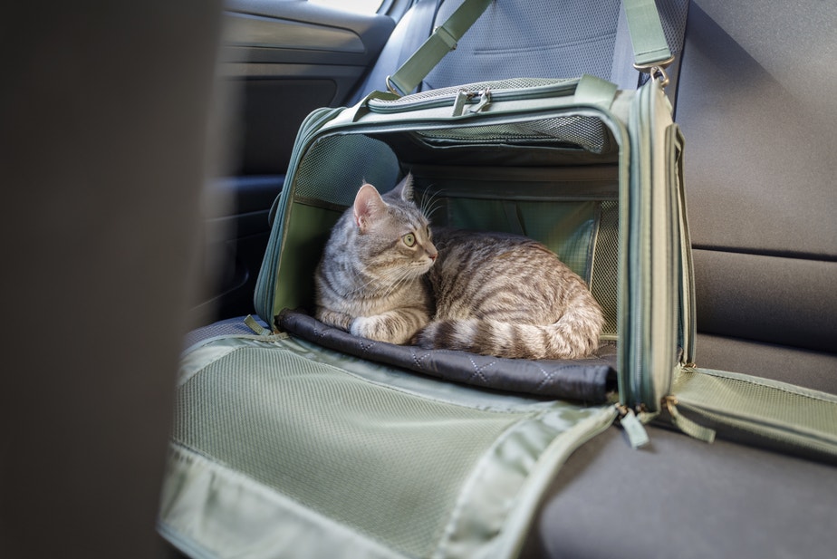 Chat tigré dans une cage de transport à l’arrière d’une voiture