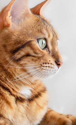 /sites/g/files/fnmzdf6706/files/2024-11/Cat%20cost.jpg