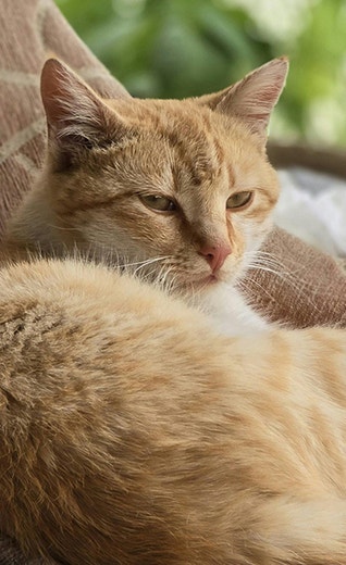 /sites/g/files/fnmzdf6706/files/2024-11/Osteoarthritis%20in%20cats_%20Causes%20symptoms%20and%20treatments.jpg