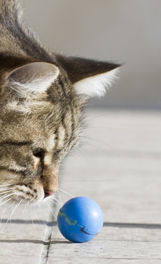 /sites/g/files/fnmzdf6706/files/2024-11/p2_gameforcat_1.jpg