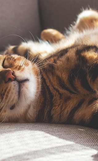 /sites/g/files/fnmzdf6706/files/2025-06/%238%20-%20Stimulating%20apartment%20cats-desktop.jpg