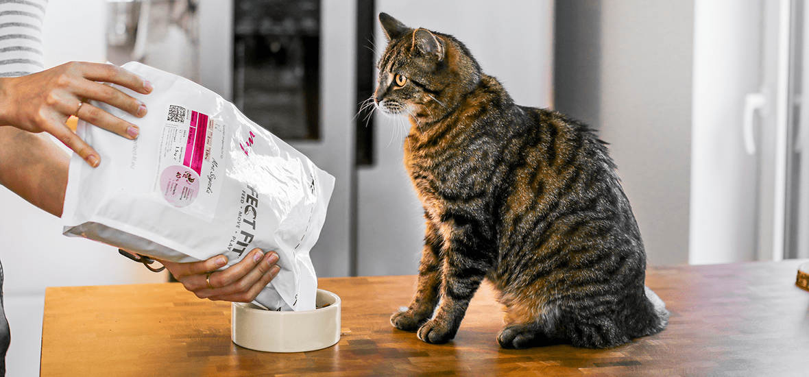 Chat avec gamelle de croquettes Perfect Fit