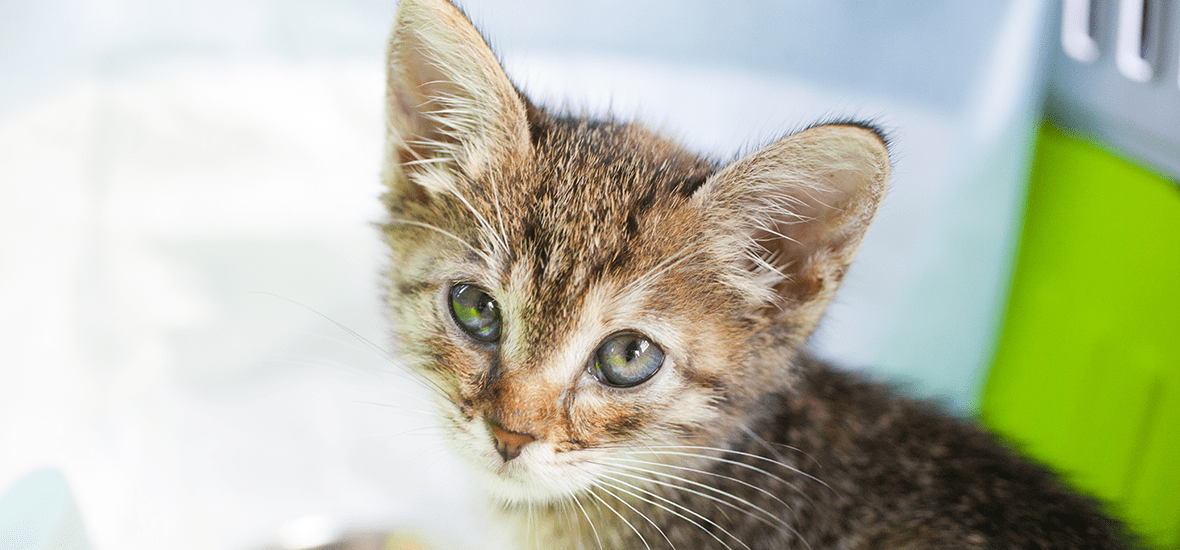Chaton tigré avec sa gamelle de croquettes
