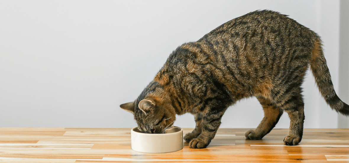 Chat tigré qui mange ses croquettes Perfect Fit