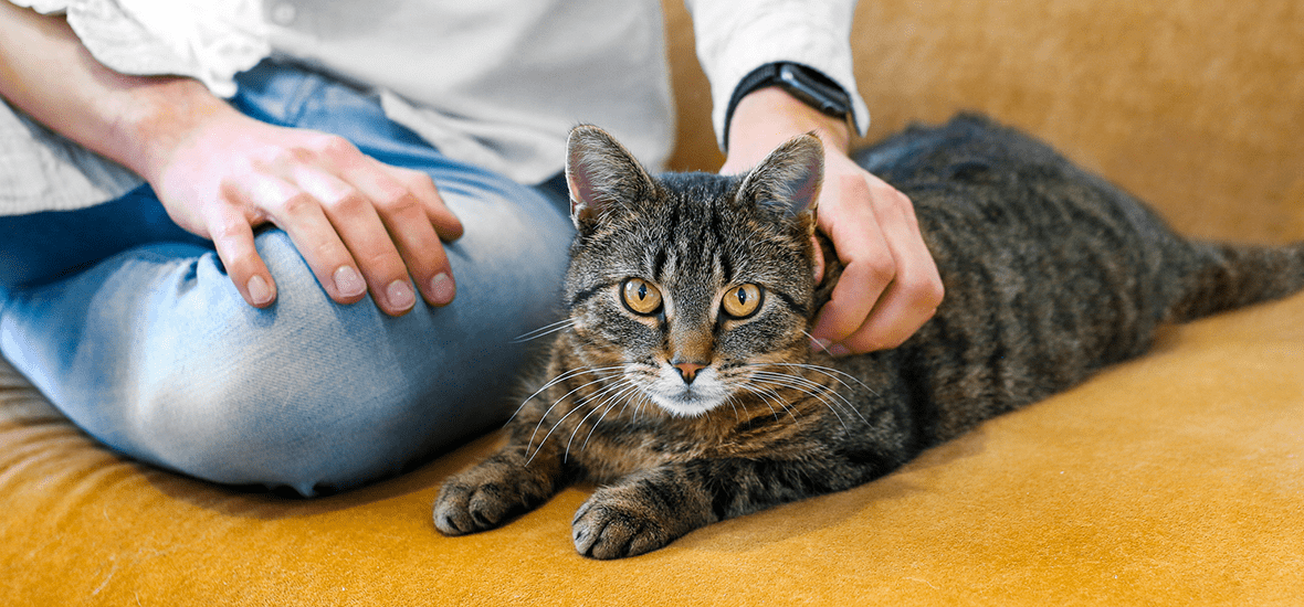 un chat couché qui se fait caresser par quelqu'un